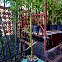 Piante di bambú gigante