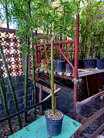 Piante di bambú gigante