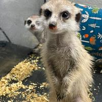 Suricata