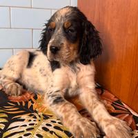 Setter inglese disponibili a roma
