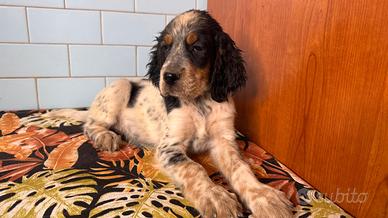 Setter inglese disponibili a roma