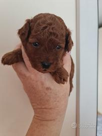 Barboncino toy pedigree Enci