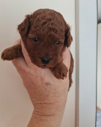 Barboncino toy pedigree Enci