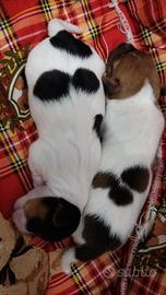 Cuccioli di jack Russell