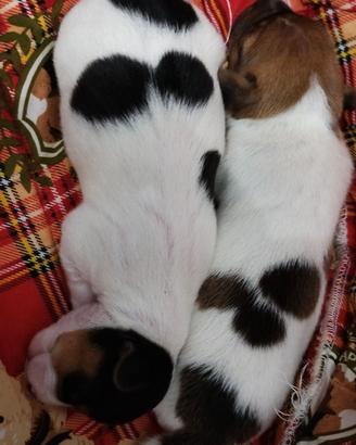 Cuccioli di jack Russell