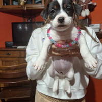 Femmina jack russell