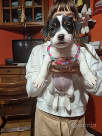 Femmina jack russell