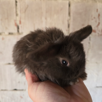 Conigli nani ariete mini lop