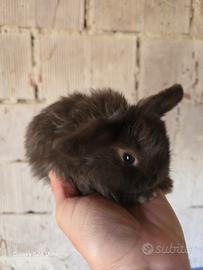 Conigli nani ariete mini lop