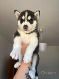 Siberian Husky
