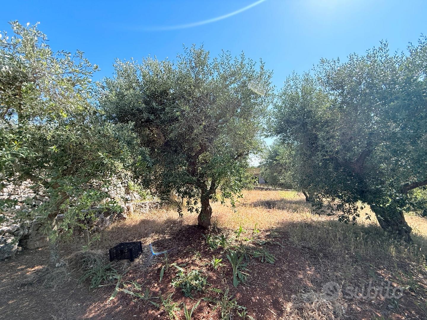 Terreno agricolo - Vista 4
