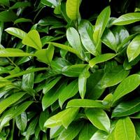 20 semi di lauroceraso pianta siepe bonsai