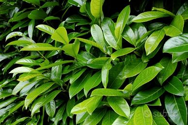 50 semi di lauroceraso pianta siepe bonsai