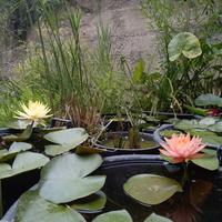 Piante acquatiche da laghetto