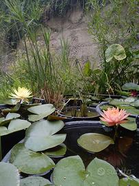 Piante acquatiche da laghetto