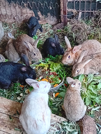 Coniglia femmina 3 mesi 15