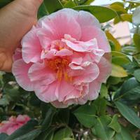 CAMELIA JAPONICA FIORE GRANDE