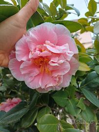 CAMELIA JAPONICA FIORE GRANDE