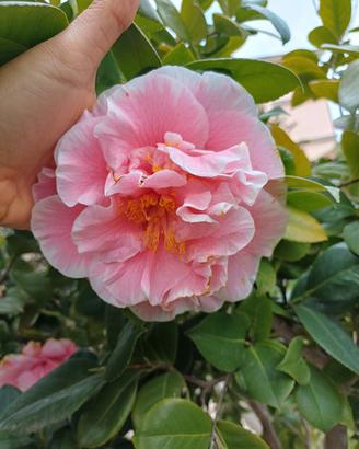 CAMELIA JAPONICA FIORE GRANDE