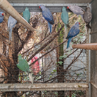 Collari giovani, adulti e coppie - VEDI LISTA -