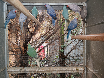 Collari giovani, adulti e coppie - VEDI LISTA -