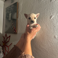 Mini pincher chihuahua