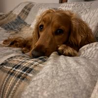 Cocker spaniel per monta