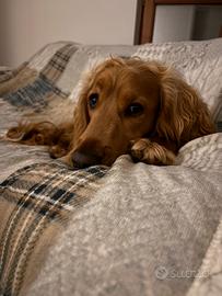 Cocker spaniel per monta