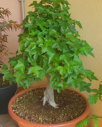 Pre Bonsai Acero Tridente 