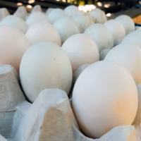 Anatra Corritrice Indiana (Trota)