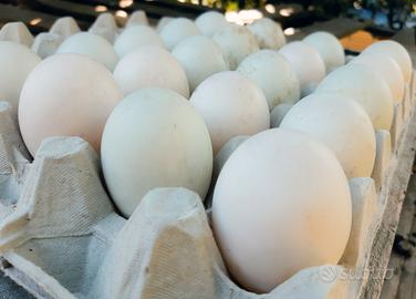 Anatra Corritrice Indiana (Trota)