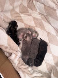 Cuccioli British Shorthair ?