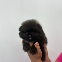 Mini pomerania