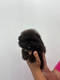 Mini pomerania
