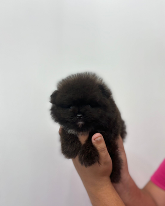 Mini pomerania