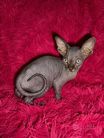 Cuccioli Sphynx Pedigree