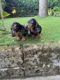 Cuccioli di bassotto nano/standard
