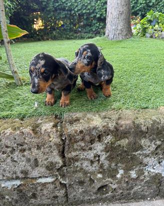 Cuccioli di bassotto nano/standard