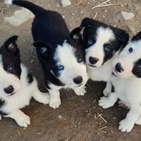 Border collie linea da lavoro
