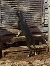 Cucciola di Bandog