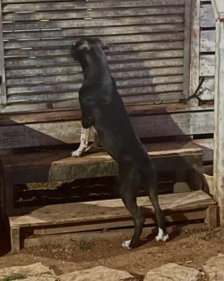 Cucciola di Bandog