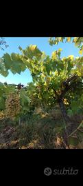 UVA da vino bianca