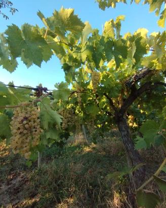 UVA da vino bianca