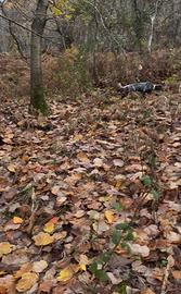 Setter da caccia - Kurzhaar