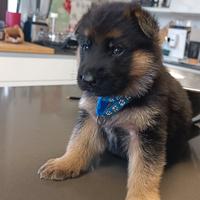 Cuccioli di pastore tedesco