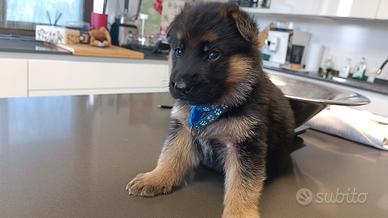 Cuccioli di pastore tedesco