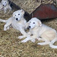 Cuccioli 4 mesi pastore maremmano abruzzese