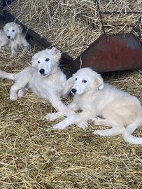 Cuccioli 4 mesi pastore maremmano abruzzese
