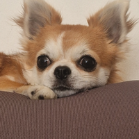 Chiuahua pelo lungo