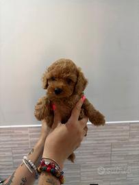 Cuccioli barboncino toy
